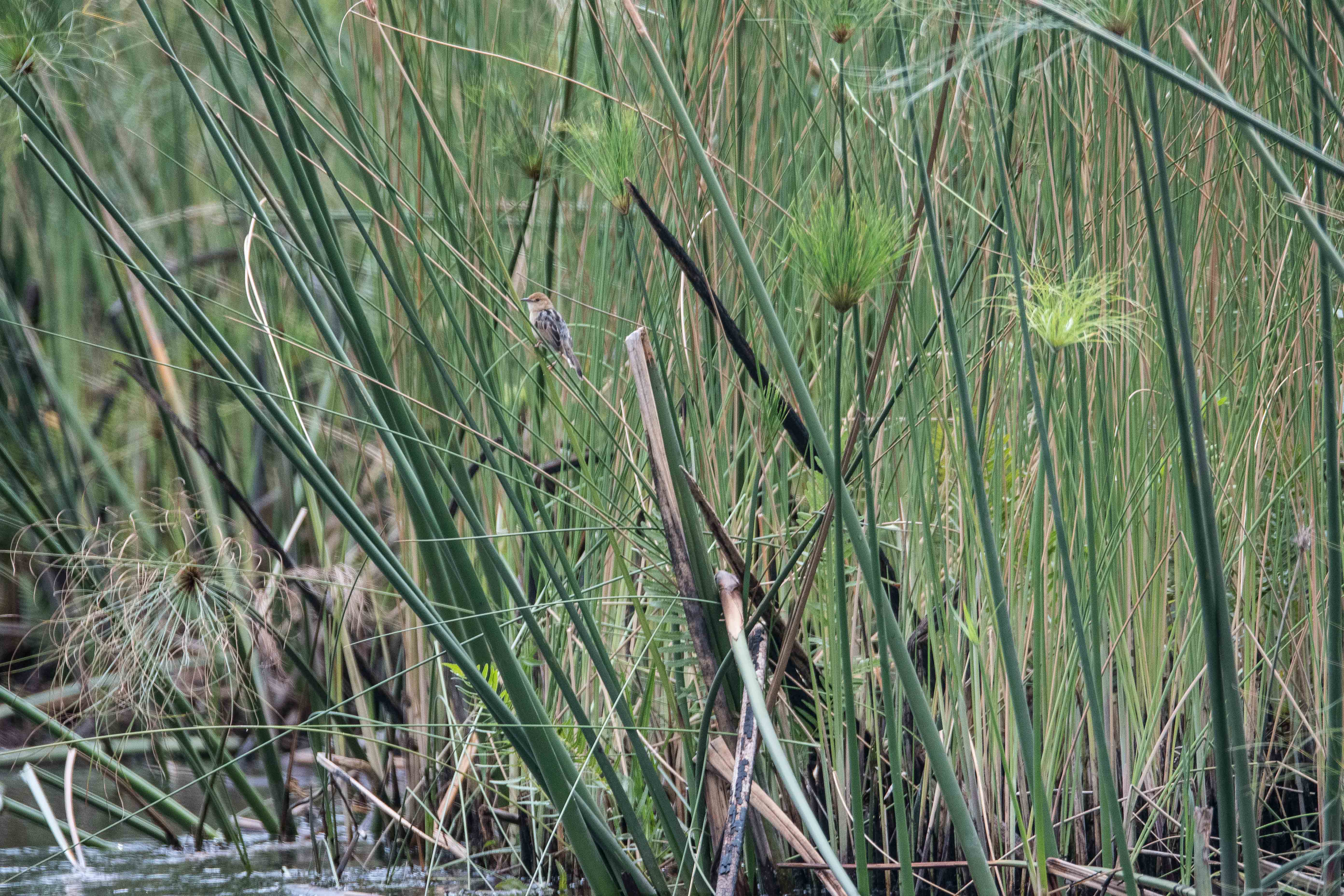 Gros plan sur la roselière bordant le Maggwegana spillway, et sur l'un de ses hôtes fréquents, la Cisticole grinçante  (Rattling cisticola, Cisticola chiniana), Delta de l'Okavango, Botswana.